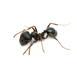 ant control