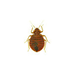 bed bug control