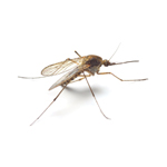 mosquito control spraying