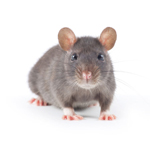 rodents, mice, rat control