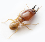 termite pest control